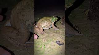 Big frog jump makes you laughing  Catch frogs video funny  Catch frog for fun  Tep longheng funny [upl. by Tecil104]