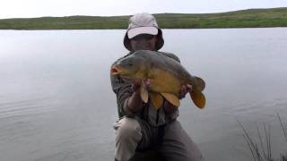 fly fishing carp in spain [upl. by Aronoh140]