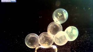 Threespined stickleback  Gasterosteus aculeatus  Egg development [upl. by Warde]