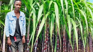 SUGER CANE JUICE 🤯🤯👌 [upl. by Aniral]