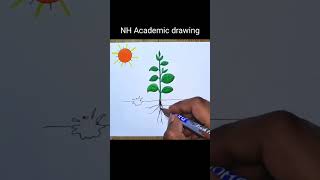 Photosynthesis diagram drawing [upl. by Atinra]