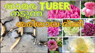 താമര നടുന്ന ശരിയായ രീതി Part 2Lotus tuber വീട്ടിൽ താമര വളർത്താം KLMstories [upl. by Yduj]