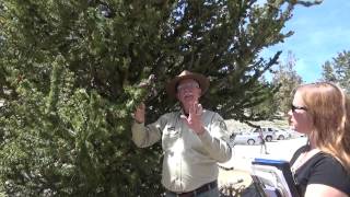 Ancient Bristlecone Pines National Forest [upl. by Cadal]