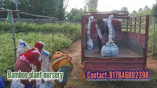 250 Bambusa tulda plant packing in plastic bag for send to Andhra Pradesh by train [upl. by Layol633]