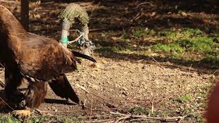 Itt a tavasz Sába fészket rak  Steppe eagle Aquila nipalensis nesting [upl. by Eissirhc137]