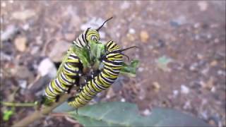 Der Monarchfalter  die Metamorphose  von der Raupe zum Schmetterling [upl. by Werd]