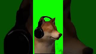 Cachorro com Fone Green Screen [upl. by Angi]