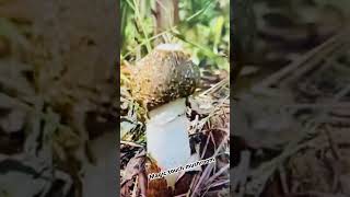 Amazing wild mushroom mushroom magictouchmushroom wildmushroom subscribe shareandlikes [upl. by Enomal]