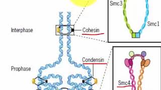 ROLE OF COHESIN AND CONDENSIN IN THE FORMATION OF MITOTIC CHROMOSOMES [upl. by Peppy633]