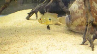 Geophagus brasiliensis [upl. by Risan410]