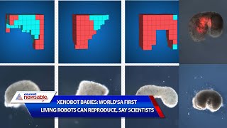 Xenobot babies Worlds first living robots can reproduce say scientists  Asianet Newsable [upl. by Ydnelg55]