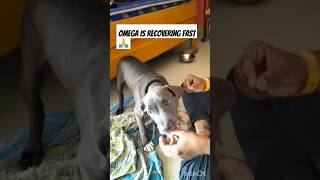 Omega is recovering from parvo virus 🙏youtubeshorts shortsfeed americanbully relief healthy [upl. by Adyeren]