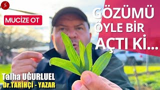 MUCİZE OT  GÖZÜMÜ ÖYLE BİR AÇTI Kİ  DAMAR OTU  SİNİR OTU  Talha Uğurluel [upl. by Aerahs]