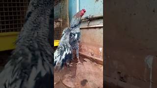 Chiluka mukku punju pure parrot Rooster [upl. by Annuahsal784]