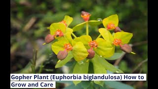 Gopher Plant Euphorbia biglandulosa How to Grow and Care [upl. by Lawton]