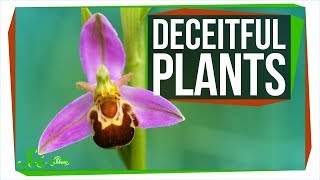 8 Crafty Plants That Have Mastered Deceit [upl. by Micah]