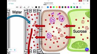 SEMESTER 2  TOPIC 8  TRANSPORT SYSTEM  TRANSPORT IN PLANT  PHLOEM  PRESSURE FLOW HYPOTHESIS [upl. by Thomsen207]