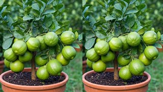 LIVE🔴🌿Easy Guide to Growing a Lemon Tree from a Cutting Successfully live garden [upl. by Gussman]