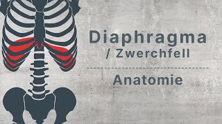 physioHELD Diaphragma  Zwerchfell  Anatomie [upl. by Eerehs]