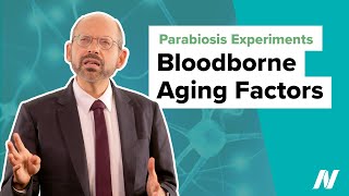 Parabiosis Experiments Prove Bloodborne Aging Factors [upl. by Ahsinnek]