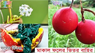 মাকাল ফল উপরে ফিটফাট ভিতরে সদরঘাট মাকাল ফলের ভেতর বাহির  Makal Fol  Ki Keno Kivabe [upl. by Rosenbaum]