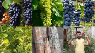 grapes plant angor plant nursery West Bengal chakla [upl. by Smitt]