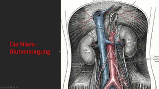 Blutversorgung der Niere [upl. by Snook]