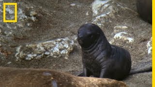 Des lions de mer sen prennent à des bébés [upl. by Claus]