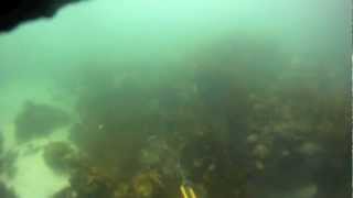 Spearfishing Cronulla  Shark Island [upl. by Ellyn]