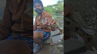 😲கிராமத்து ஆற்றல் சிக்கிய அழிந்து வரும் அரியவகை மீன் fishing villagelife shortvideo [upl. by Younger]