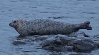 Inishmore Seal [upl. by Enale]