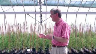 Nitrogen fixing in Medicago at the John Innes Centre [upl. by Shanney]