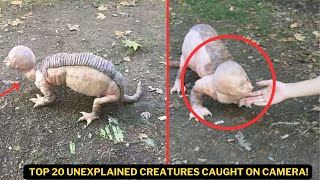 Top 20 Unexplained Creatures Caught on Camera Bizarre Creatures [upl. by Aicilas694]