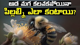 How Some Species Give Birth Without Male  Parthenogenesis Explained In Telugu [upl. by Grannia]