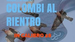 CacciaColombi al rientro in calibro 28WOOD PIGEON HUNTING 28 GAUGE [upl. by Erehc]