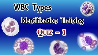 WBC Identification Training Quiz  Part 13 [upl. by Killarney250]