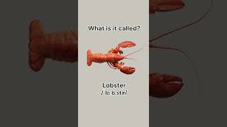 Can you name these seafood learnenglish dailyenglish english vocabulary seafood learn [upl. by Anaimad78]