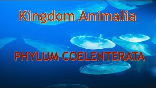 Phylum Cnidaria Coelenterata Characteristics and body forms [upl. by Eniarrol]