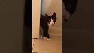 Meow 😻 shortvideo petschannel catfunny cat funny ytpets funnycatvideos pets funnyanimal [upl. by Buddy]