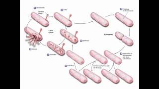 Viruses Viroids and Prions [upl. by Marga]