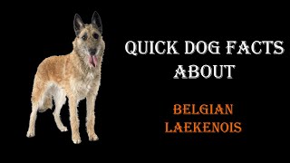 Quick Dog Facts About The Belgian Laekenois [upl. by Keg]