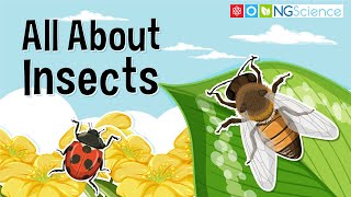 All You Need to Know About Insects [upl. by Nnylrats34]