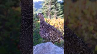 Hear the Sooty Grouse Cooing Sounds [upl. by Galer]