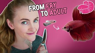 Betta Fish Food  From Fry to Adult What I Use [upl. by Weslee136]