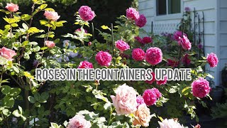 Roses in the containers  June 2023  Eustacia Vye  Bolero  Boscobel  Koko Loko  Gabriel Oak [upl. by Udenihc724]