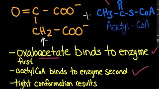 Citrate Synthase Ordered Substrate Binding  Biochemistry [upl. by Lolande]