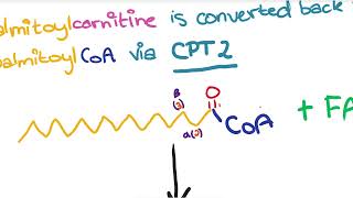 Fatty Acid Beta Oxidation [upl. by Errol]