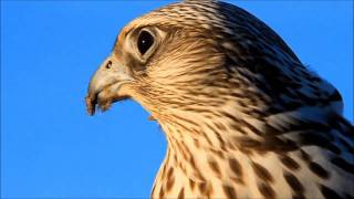 Welcome to eagleworlddk gyrfalcon Falco rusticolus [upl. by Dent]