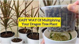 How to Grow and Propagate Dracaena  Dragon Tree or Dracaena Marginata  5 Months UPDATE [upl. by Einalem]