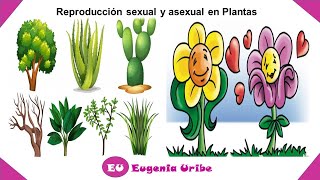 Reproducción asexual y sexual de las plantas [upl. by Nuahsyar]